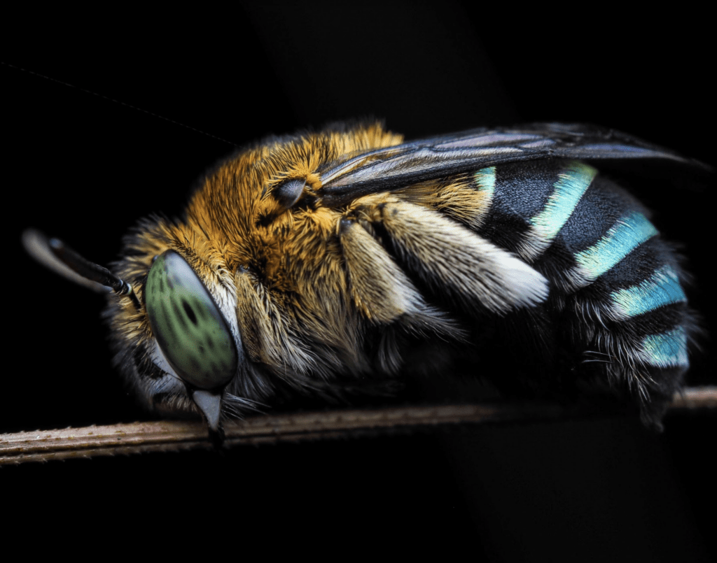 Introducing “That Bee Guy”, Encompass HK’s Newest Biodiversity Guide