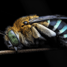 Introducing “That Bee Guy”, Encompass HK’s Newest Biodiversity Guide