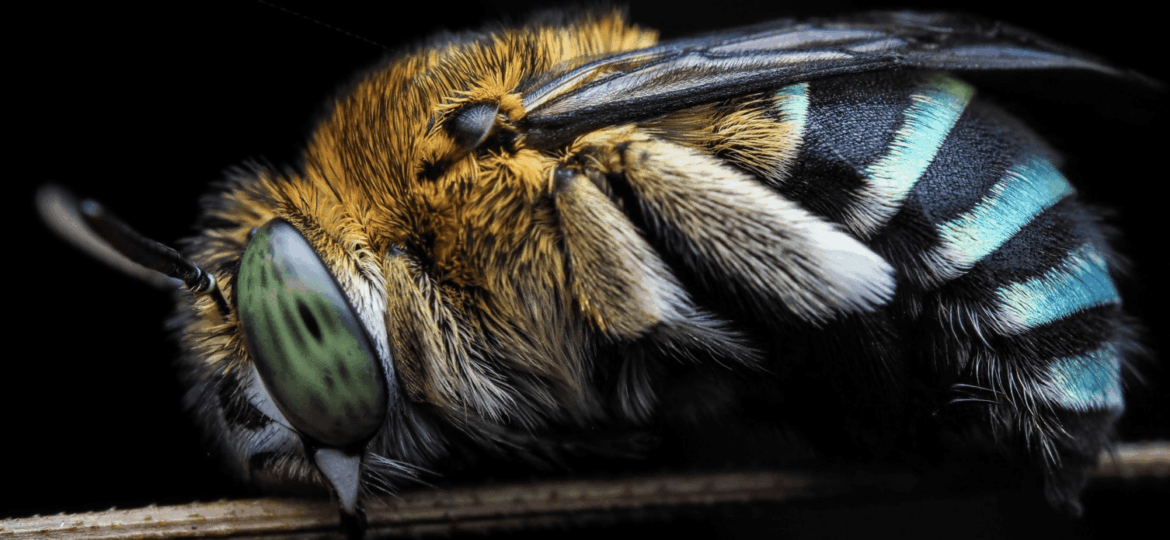 Introducing “That Bee Guy”, Encompass HK’s Newest Biodiversity Guide